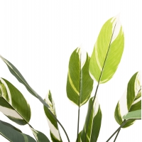 ΔΙΑΚΟΣΜΗΤΙΚΟ ΣΥΝΘΕΤΙΚΟ ΦΥΤΟ HM7997 CALATHEA ΣΕ ΓΛΑΣΤΡΑ 140Υεκ. ΔΙΑΚΟΣΜΗΤΙΚΟ ΣΥΝΘΕΤΙΚΟ ΦΥΤΟ HM7997 CALATHEA ΣΕ ΓΛΑΣΤΡΑ 140Υεκ.