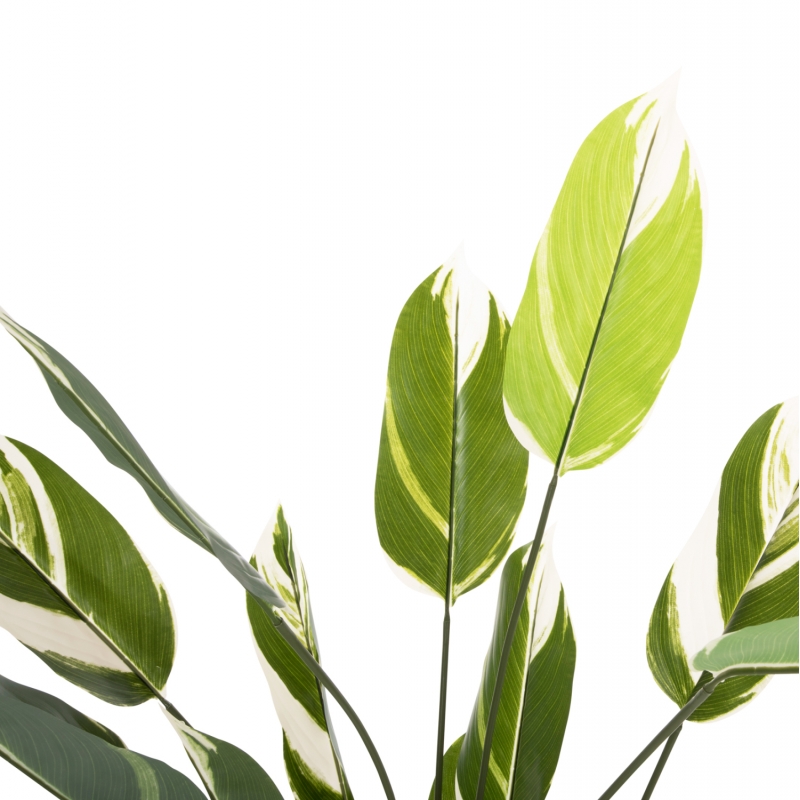 ΔΙΑΚΟΣΜΗΤΙΚΟ ΣΥΝΘΕΤΙΚΟ ΦΥΤΟ HM7997 CALATHEA ΣΕ ΓΛΑΣΤΡΑ 140Υεκ. ΔΙΑΚΟΣΜΗΤΙΚΟ ΣΥΝΘΕΤΙΚΟ ΦΥΤΟ HM7997 CALATHEA ΣΕ ΓΛΑΣΤΡΑ 140Υεκ.