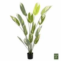 ΔΙΑΚΟΣΜΗΤΙΚΟ ΣΥΝΘΕΤΙΚΟ ΦΥΤΟ HM7997 CALATHEA ΣΕ ΓΛΑΣΤΡΑ 140Υεκ. ΔΙΑΚΟΣΜΗΤΙΚΟ ΣΥΝΘΕΤΙΚΟ ΦΥΤΟ HM7997 CALATHEA ΣΕ ΓΛΑΣΤΡΑ 140Υεκ.