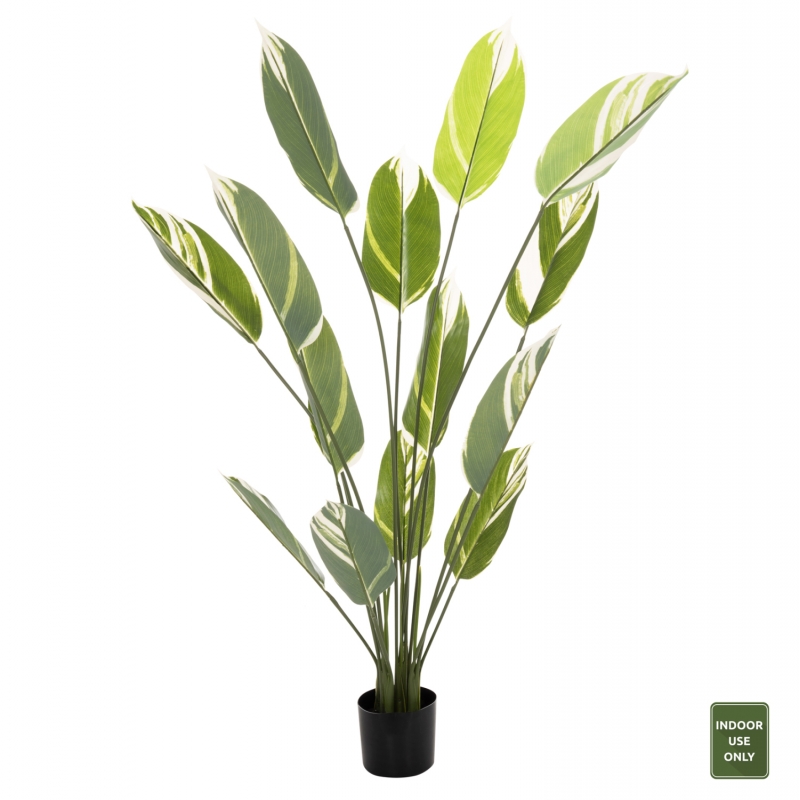 ΔΙΑΚΟΣΜΗΤΙΚΟ ΣΥΝΘΕΤΙΚΟ ΦΥΤΟ HM7997 CALATHEA ΣΕ ΓΛΑΣΤΡΑ 140Υεκ. ΔΙΑΚΟΣΜΗΤΙΚΟ ΣΥΝΘΕΤΙΚΟ ΦΥΤΟ HM7997 CALATHEA ΣΕ ΓΛΑΣΤΡΑ 140Υεκ.