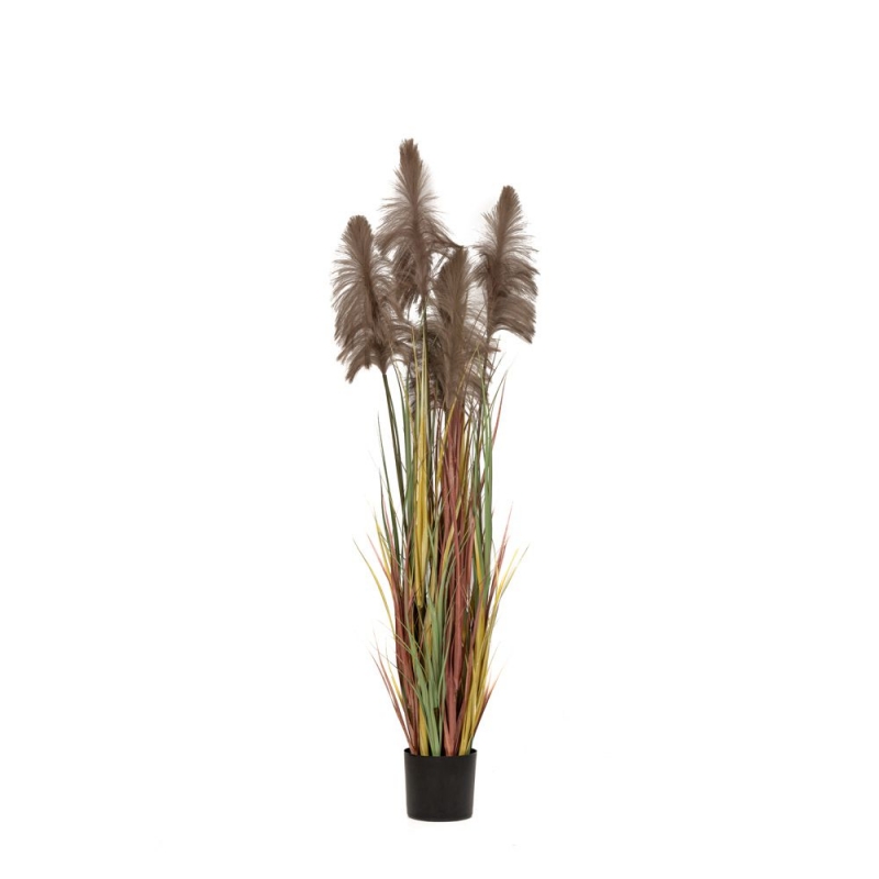 ΦΥΤΟ ΚΑΦΕ PAMPAS GRASS Χ3 Φ20Χ180ΕΚ ΣΕ ΜΑΥΡΗ ΠΛΑΣΤΙΚΗ ΓΛΑΣΤΡΑ ΦΥΤΟ ΚΑΦΕ PAMPAS GRASS Χ3 Φ20Χ180ΕΚ ΣΕ ΜΑΥΡΗ ΠΛΑΣΤΙΚΗ ΓΛΑΣΤΡΑ