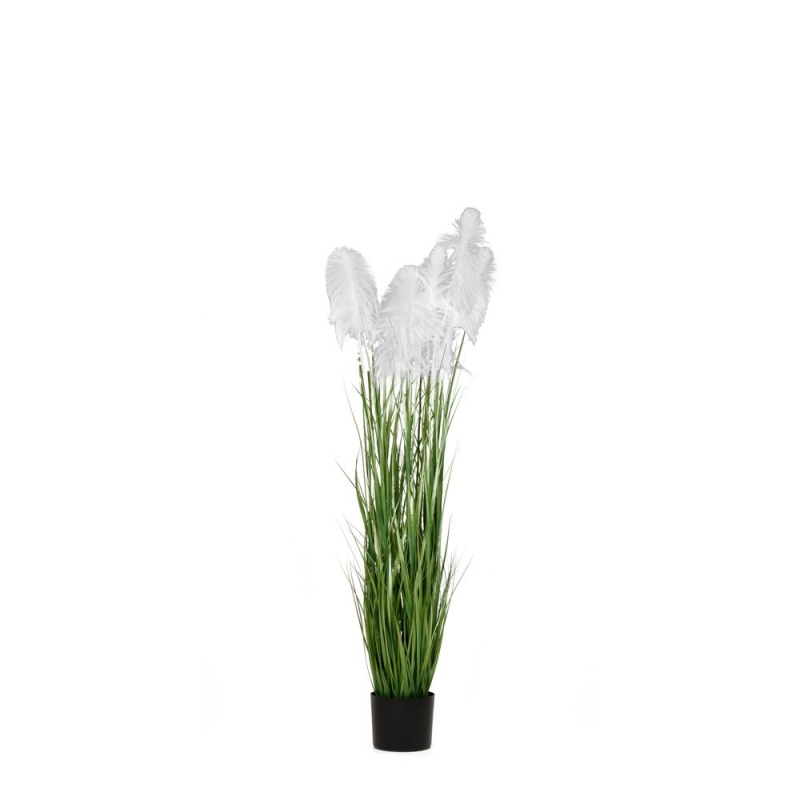 ΦΥΤΟ ΛΕΥΚΟ PAMPAS GRASS Χ3 Φ15Χ125ΕΚ ΣΕ ΜΑΥΡΗ ΠΛΑΣΤΙΚΗ ΓΛΑΣΤΡΑ ΦΥΤΟ ΛΕΥΚΟ PAMPAS GRASS Χ3 Φ15Χ125ΕΚ ΣΕ ΜΑΥΡΗ ΠΛΑΣΤΙΚΗ ΓΛΑΣΤΡΑ