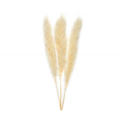 Andrea House - Αποξηραμένα Λουλούδια 3τμχ Pampas Natural 105cm