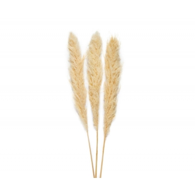 Andrea House - Αποξηραμένα Λουλούδια 3τμχ Pampas White 105cm