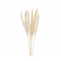 Andrea House - Αποξηραμένα Λουλούδια 6τμχ White Phragmitos 70cm Andrea House - Αποξηραμένα Λουλούδια 6τμχ White Phragmitos 70cm