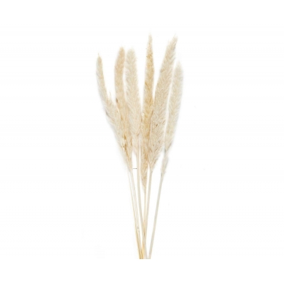 Andrea House - Αποξηραμένα Λουλούδια 6τμχ White Phragmitos 70cm