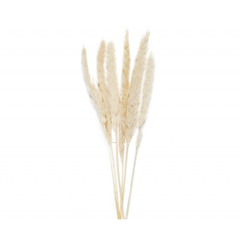 Andrea House - Αποξηραμένα Λουλούδια 6τμχ White Phragmitos 70cm Andrea House - Αποξηραμένα Λουλούδια 6τμχ White Phragmitos 70cm
