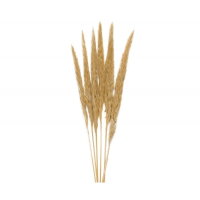 Andrea House - Αποξηραμένα Λουλούδια 6τμχ Cream Phragmitos 70cm