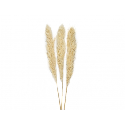 Andrea House - Αποξηραμένα Λουλούδια 3τμχ Pampas Cream 105cm