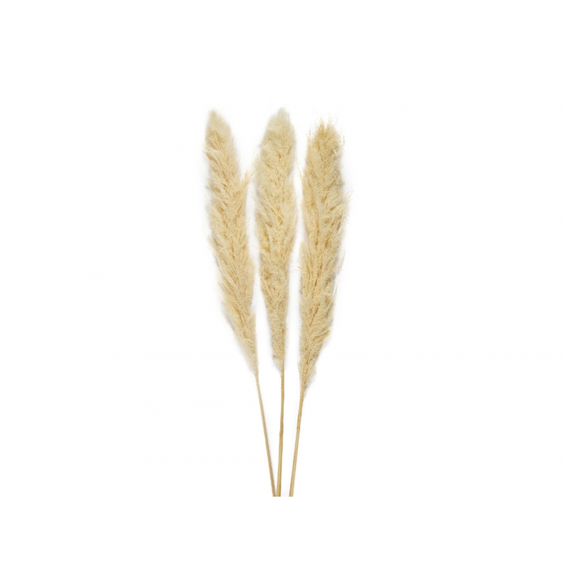 Andrea House - Αποξηραμένα Λουλούδια 3τμχ Pampas Cream 105cm Andrea House - Αποξηραμένα Λουλούδια 3τμχ Pampas Cream 105cm