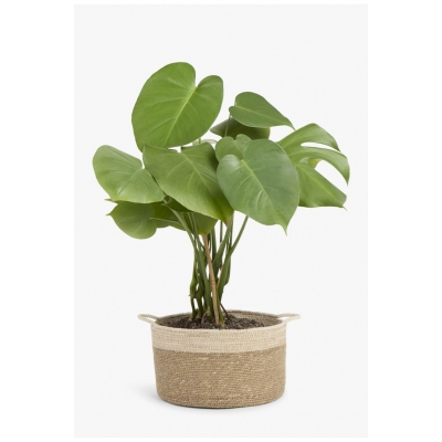 Calma House - Καλάθι Seagrass Dulse Natural 25x15cm Calma House - Καλάθι Seagrass Dulse Natural 25x15cm