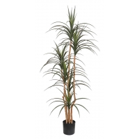 DRACAENA NP_325_180 ΥΨΟΣ 180cm NewPlan DRACAENA NP_325_180 ΥΨΟΣ 180cm NewPlan