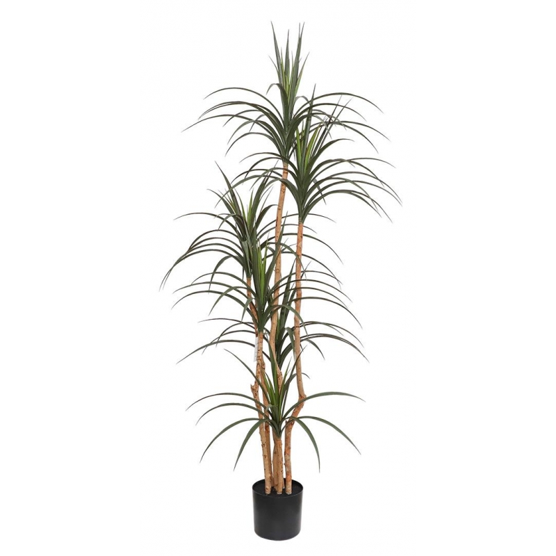DRACAENA NP_325_180 ΥΨΟΣ 180cm NewPlan DRACAENA NP_325_180 ΥΨΟΣ 180cm NewPlan