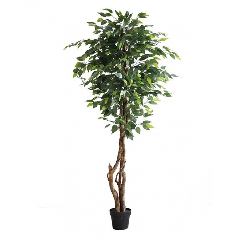 FICUS TREE NP5209_180 ΥΨΟΣ 180cm NewPlan FICUS TREE NP5209_180 ΥΨΟΣ 180cm NewPlan