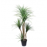 DRACAENA  NP_28_155  ΥΨΟΣ 155cm NewPlan