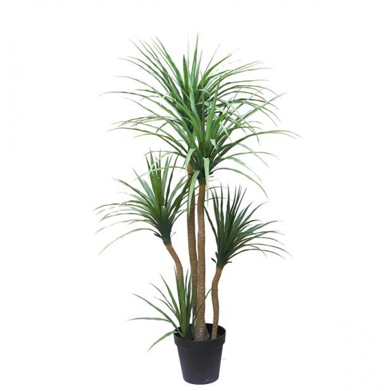 DRACAENA NP_28_155 ΥΨΟΣ 155cm NewPlan DRACAENA NP_28_155 ΥΨΟΣ 155cm NewPlan