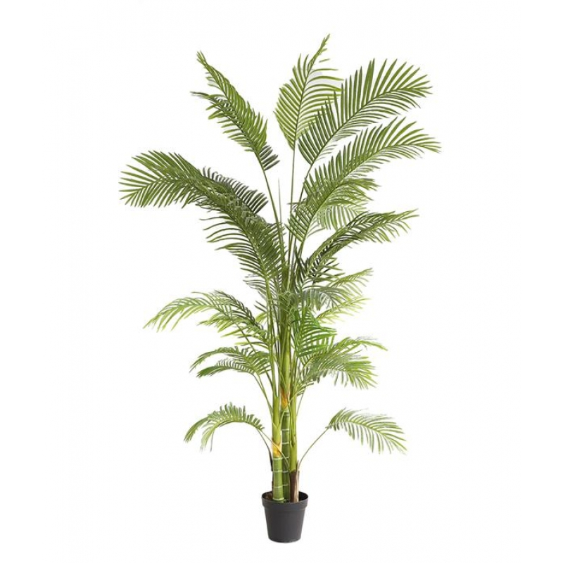 PALM TREE NP5500_240_22 ΥΨΟΣ 240cm NewPlan PALM TREE NP5500_240_22 ΥΨΟΣ 240cm NewPlan
