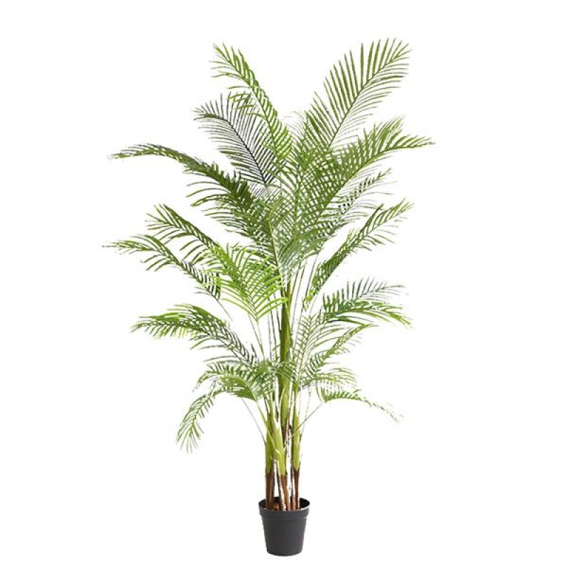 PALM TREE NP5501_210_22 ΥΨΟΣ 210cm NewPlan PALM TREE NP5501_210_22 ΥΨΟΣ 210cm NewPlan