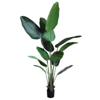 BANANA TREE NP1412_180 ΥΨΟΣ 180cm NewPlan BANANA TREE NP1412_180 ΥΨΟΣ 180cm NewPlan