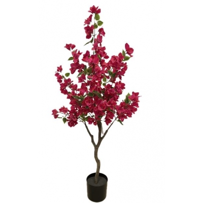 BOUGAINVILLEA  NP_70_120  ΥΨΟΣ 120cm NewPlan BOUGAINVILLEA  NP_70_120  ΥΨΟΣ 120cm NewPlan