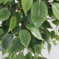 FICUS TREE NP230_210_UV  ΥΨΟΣ 210cm NewPlan