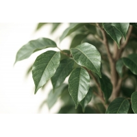 FICUS TREE NP230_210_UV  ΥΨΟΣ 210cm NewPlan