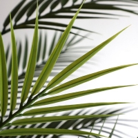 PALM TREE  NP160_210_UV  ΥΨΟΣ 210cm NewPlan