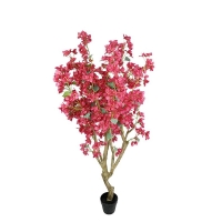 BOUGAINVILLEA NP0422_170 ΥΨΟΣ 170cm NewPlan BOUGAINVILLEA NP0422_170 ΥΨΟΣ 170cm NewPlan
