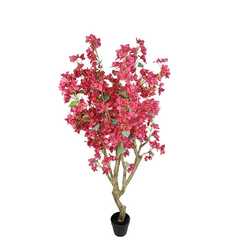 BOUGAINVILLEA NP0422_170 ΥΨΟΣ 170cm NewPlan BOUGAINVILLEA NP0422_170 ΥΨΟΣ 170cm NewPlan