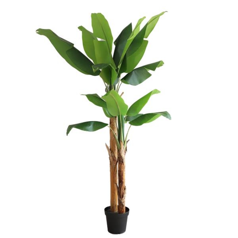 BANANA TREE NP708_220 ΥΨΟΣ 220cm NewPlan BANANA TREE NP708_220 ΥΨΟΣ 220cm NewPlan