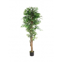 FICUS TREE NP0081_210 ΥΨΟΣ 210cm NewPlan FICUS TREE NP0081_210 ΥΨΟΣ 210cm NewPlan