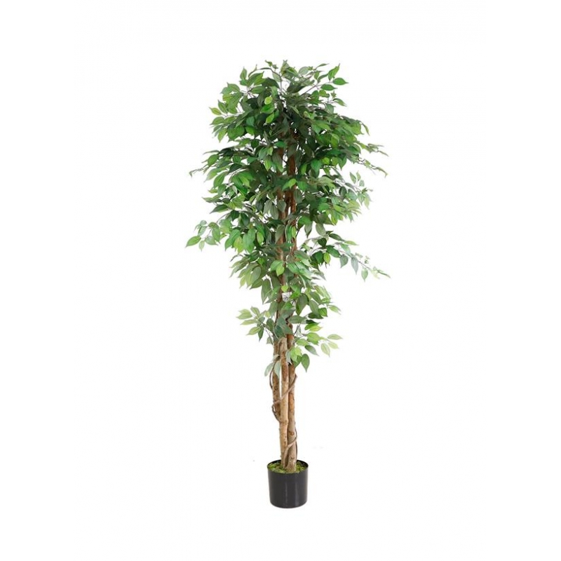 FICUS TREE NP0081_210 ΥΨΟΣ 210cm NewPlan FICUS TREE NP0081_210 ΥΨΟΣ 210cm NewPlan