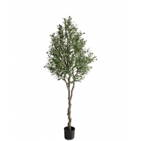 OLIVE TREE NP410_180 ΥΨΟΣ 180cm NewPlan OLIVE TREE NP410_180 ΥΨΟΣ 180cm NewPlan