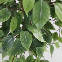 FICUS TREE NP0081_210 ΥΨΟΣ 210cm NewPlan FICUS TREE NP0081_210 ΥΨΟΣ 210cm NewPlan