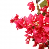 BOUGAINVILLEA NP0421_210 ΥΨΟΣ 210cm NewPlan BOUGAINVILLEA NP0421_210 ΥΨΟΣ 210cm NewPlan