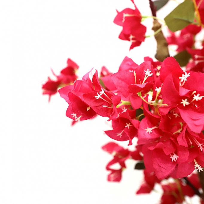 BOUGAINVILLEA  NP0421_210  ΥΨΟΣ 210cm NewPlan