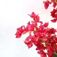 BOUGAINVILLEA NP0422_170 ΥΨΟΣ 170cm NewPlan BOUGAINVILLEA NP0422_170 ΥΨΟΣ 170cm NewPlan