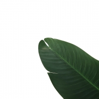 BANANA TREE NP1410_120 ΥΨΟΣ 120cm NewPlan BANANA TREE NP1410_120 ΥΨΟΣ 120cm NewPlan