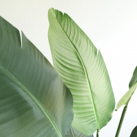 BANANA TREE NP1412_180 ΥΨΟΣ 180cm NewPlan BANANA TREE NP1412_180 ΥΨΟΣ 180cm NewPlan