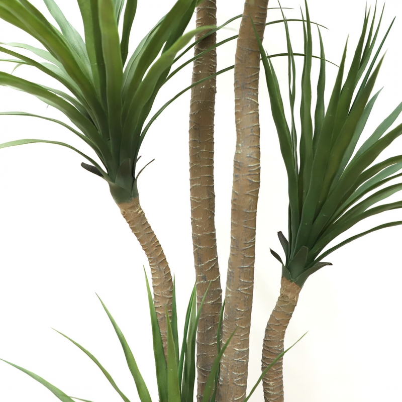 DRACAENA NP_28_155 ΥΨΟΣ 155cm NewPlan DRACAENA NP_28_155 ΥΨΟΣ 155cm NewPlan