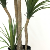 DRACAENA NP_28_155 ΥΨΟΣ 155cm NewPlan DRACAENA NP_28_155 ΥΨΟΣ 155cm NewPlan
