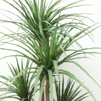 DRACAENA NP_28_155 ΥΨΟΣ 155cm NewPlan DRACAENA NP_28_155 ΥΨΟΣ 155cm NewPlan