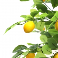LEMON TREE NP_30_170 ΥΨΟΣ 170cm NewPlan LEMON TREE NP_30_170 ΥΨΟΣ 170cm NewPlan