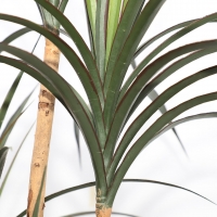 DRACAENA NP_325_180 ΥΨΟΣ 180cm NewPlan DRACAENA NP_325_180 ΥΨΟΣ 180cm NewPlan