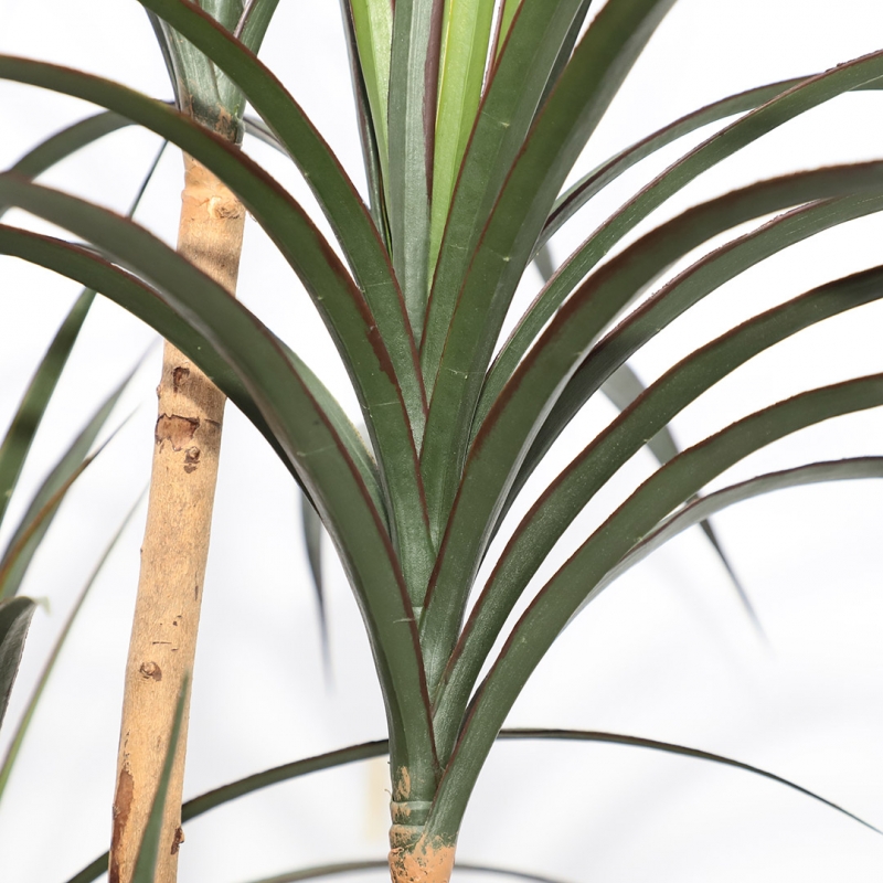 DRACAENA NP_325_180 ΥΨΟΣ 180cm NewPlan DRACAENA NP_325_180 ΥΨΟΣ 180cm NewPlan