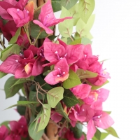 BOUGAINVILLEA  NP_34_160  ΥΨΟΣ 160cm NewPlan