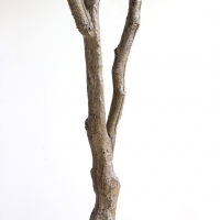 OLIVE TREE NP410_180 ΥΨΟΣ 180cm NewPlan OLIVE TREE NP410_180 ΥΨΟΣ 180cm NewPlan