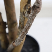 FICUS TREE NP5209_180 ΥΨΟΣ 180cm NewPlan FICUS TREE NP5209_180 ΥΨΟΣ 180cm NewPlan