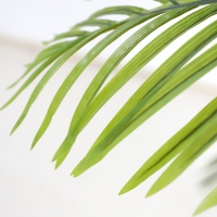 PALM TREE NP5500_240_22 ΥΨΟΣ 240cm NewPlan PALM TREE NP5500_240_22 ΥΨΟΣ 240cm NewPlan