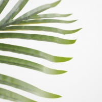PALM TREE NP5501_210_22 ΥΨΟΣ 210cm NewPlan PALM TREE NP5501_210_22 ΥΨΟΣ 210cm NewPlan